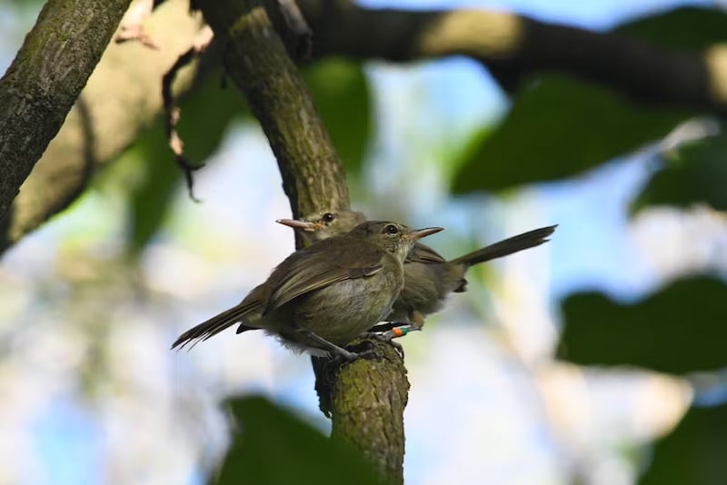 ‘Divorce’ Rates of Seychelles Warblers Linked to Rainfall Fluctuations During Breeding Season