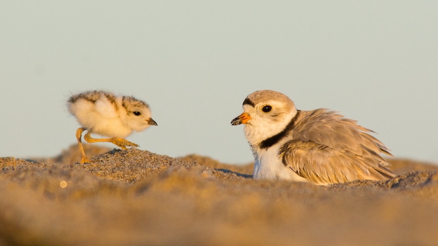 In Conservation Success Story, Massachusetts Piping Plovers Have Their Second Record Nesting Year in a Row