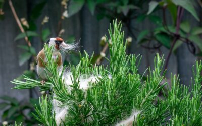 Chemicals in Pet Flea Treatments Are Leading to Songbird Deaths, Report Finds