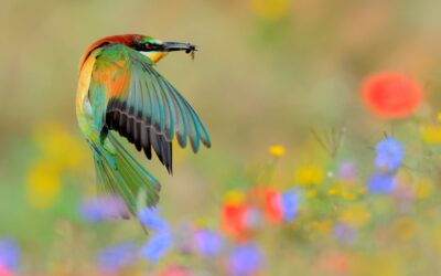 The Winners of This Annual Competition Show Nature Is Ready for Its Close-Up