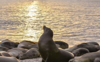 Ecuador’s Coastal Ecosystems Have Rights, Constitutional Court Rules