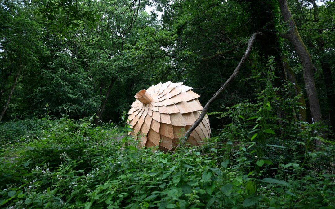 An Enormous Fractured Acorn Seeds Meditation Among the Trees