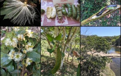 Hidden ‘Highways’ Connect Brazilian Rainforests, Aiding Dispersal of Tree Species, Research Reveals