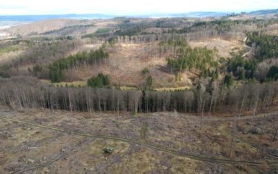 Reforestation Boosts Biodiversity Where Other Carbon Capture Methods Fall Short, Study Finds