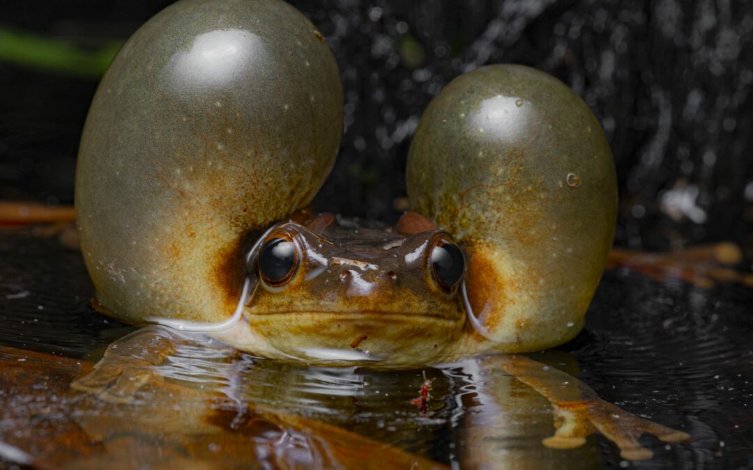 Help Choose the Winner of the Wildlife Photographer of the Year People’s Choice Award