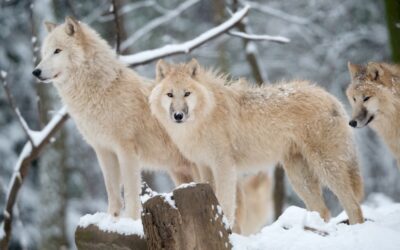 Alaska to Resume ‘Barbaric’ Aerial Shooting of Wolves and Bears