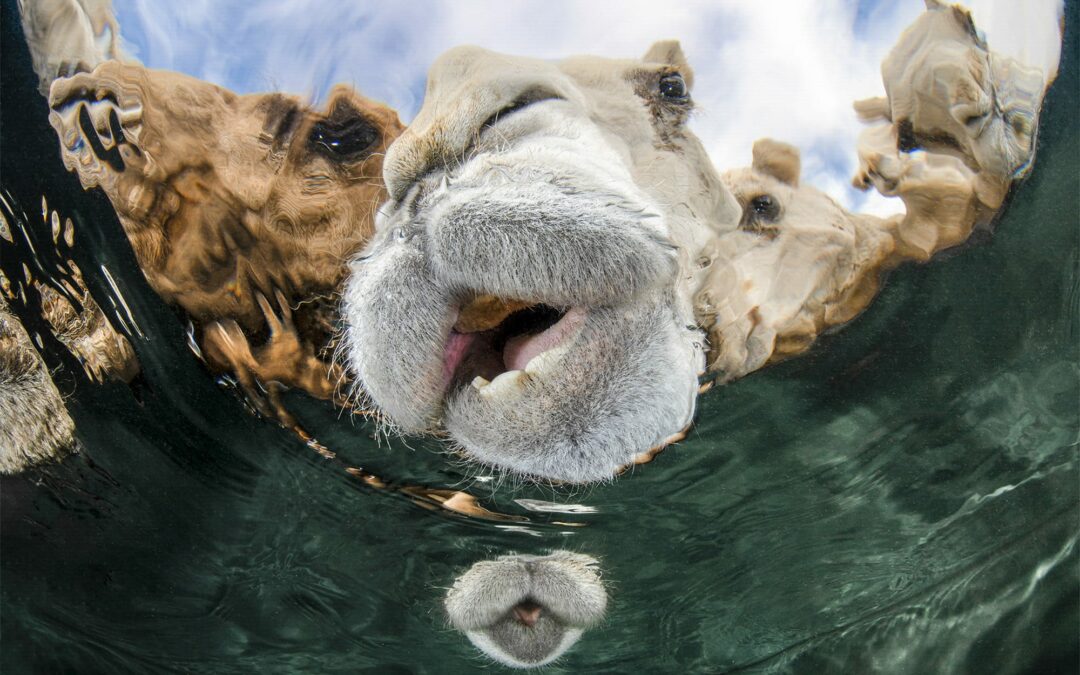 The Underwater Photographer of the Year Celebrates 60 Years of Wildlife Diversity