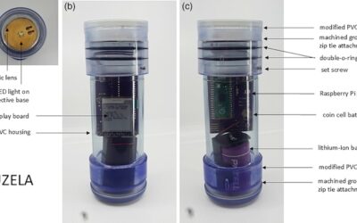 Scientists Develop a Feeding Tool for Coral Reef Restoration