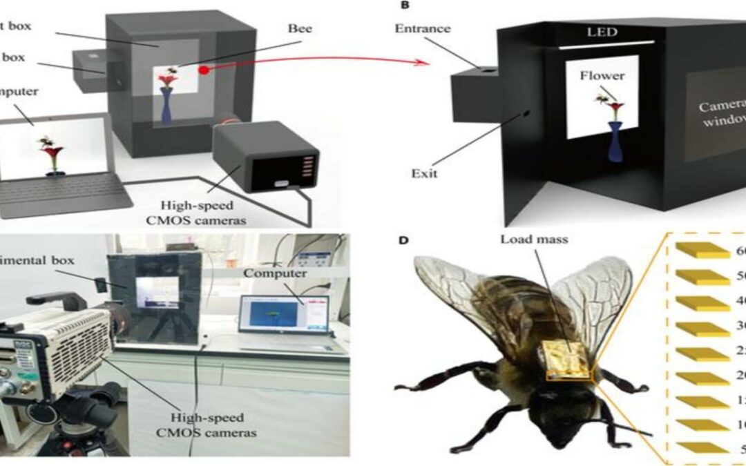 Bees Turned into Buzzing Powerhouses: Tiny Rice-Sized Tech Transforms These Pollinators into Renewable Energy Generators, Revolutionizing Sustainability