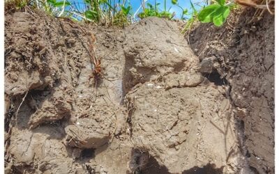 Farms Fare Better With Less Intensive Soil Management, Study Finds