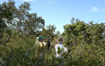 World’s Most Diverse Savanna Dominated by Just 30 Tree Species: Study