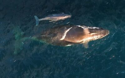 Humpback Whales Give Birth During Epic Migrations and Continue Traveling: Study