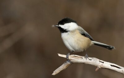 North American Bird Populations Are Collapsing in Places They Once Thrived: Study