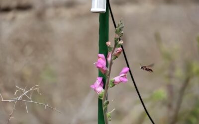 Plants Produce More Nectar in Response to the Sound of Buzzing Bees: Study