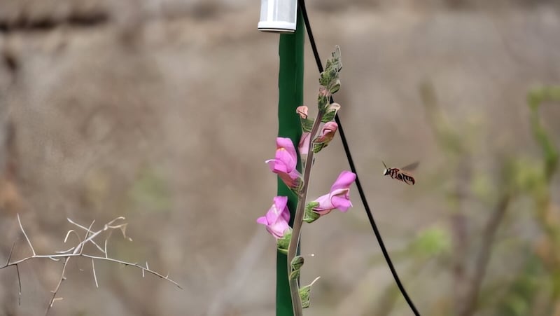 Plants Produce More Nectar in Response to the Sound of Buzzing Bees: Study