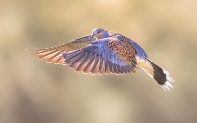 Illegal Bird Killings Continue Despite Prevention Pledges: Report