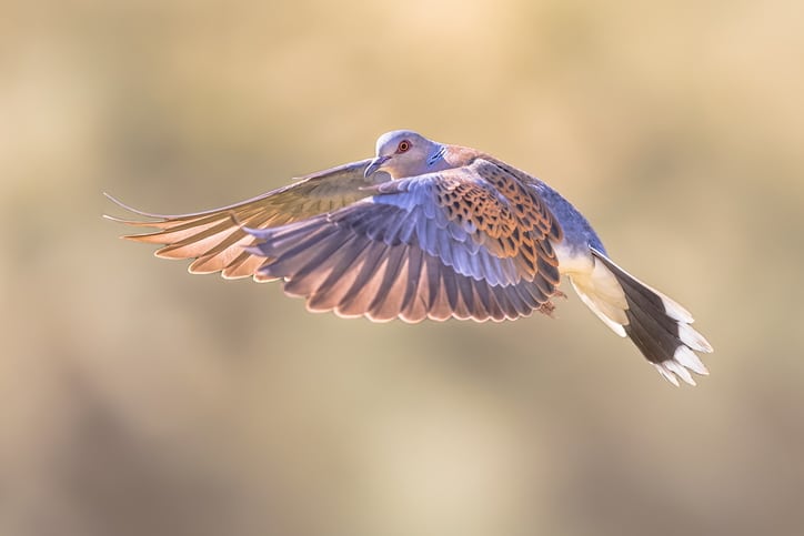 Illegal Bird Killings Continue Despite Prevention Pledges: Report