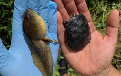 Removal of Invasive Bullfrogs Leads to Increase of Native Pond Turtles in Yosemite, Study Finds