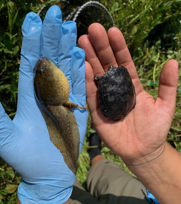 Removal of Invasive Bullfrogs Leads to Increase of Native Pond Turtles in Yosemite, Study Finds