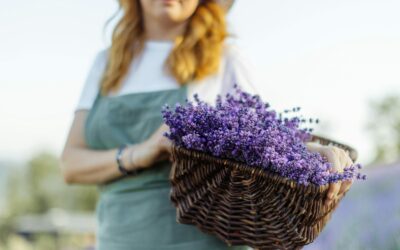 Soothing Lavender Serie von Urtekram – Der Sommer kann kommen