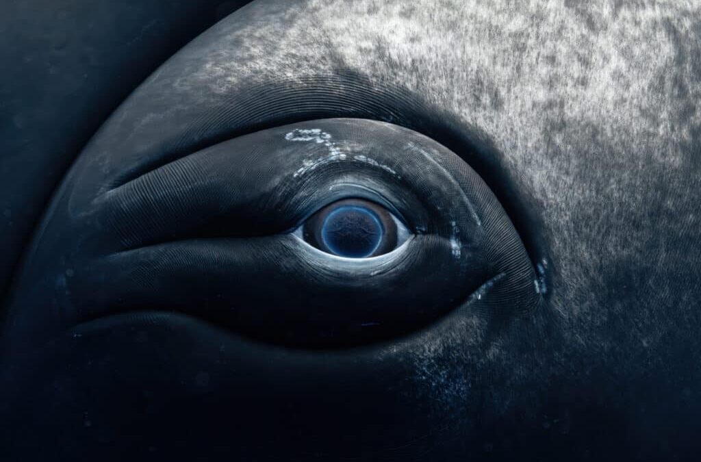 Meet the Winners of the 12th Annual UN World Oceans Day Photo Competition