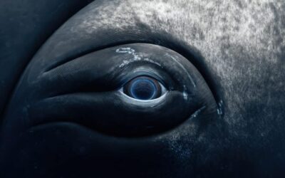 Meet the Winners of the 12th Annual UN World Oceans Day Photo Competition