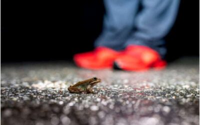 Wildlife Underpasses Can Reduce Amphibian Road Deaths by More Than 80%: Study