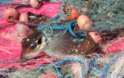 Daten im Einsatz für unsere Meere – wie OceanMind durch Satelliten und KI illegale Fischerei ins Netz gehen lässt