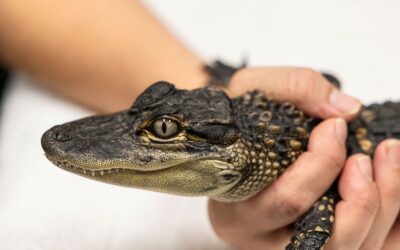 High Levels of Mercury Found in Alligators in Okefenokee Swamp, Georgia
