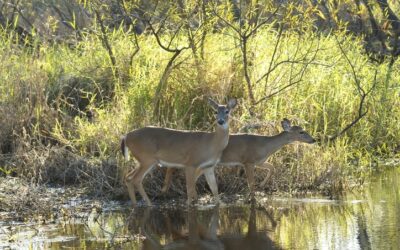 As Trump Cuts Conservation Funds, Florida’s Miccosukee Tribe Will Purchase Land for Wildlife Corridor