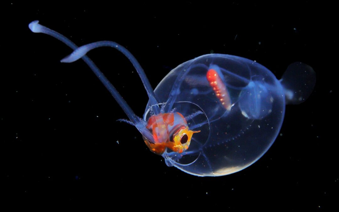 Ryo Minemizu Illuminates the Incredible Diversity of Plankton Off the Coast of Japan