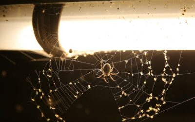 Insect Numbers Are Plummeting: Here Are Eight Easy Ways to Help