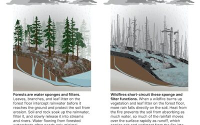 Water Contaminant Levels Can Remain High for Eight Years After a Wildfire, Study Finds