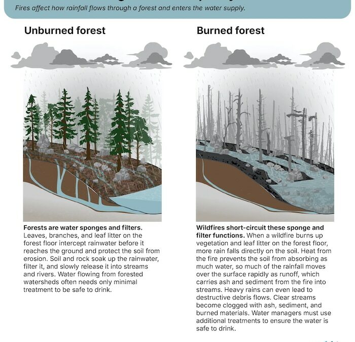 Water Contaminant Levels Can Remain High for Eight Years After a Wildfire, Study Finds