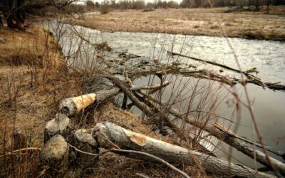 ‘Poisoning the Well’ Authors Sharon Udasin and Rachel Frazin on PFAS Contamination and Why It ‘Has Not Received the Attention It Deserves’