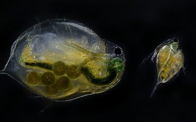 Personal Care Products Like Shampoo Can Harm Aquatic Life: Study
